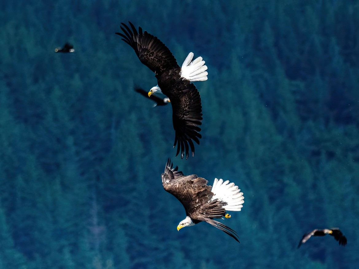 Eagles around Rathtrevor Beach