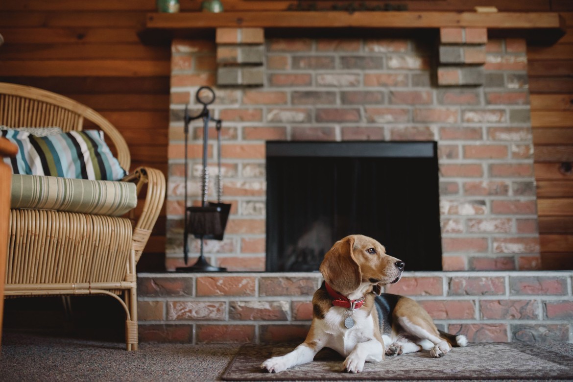 Pet Friendly Accommodations at Beach Acres Resort