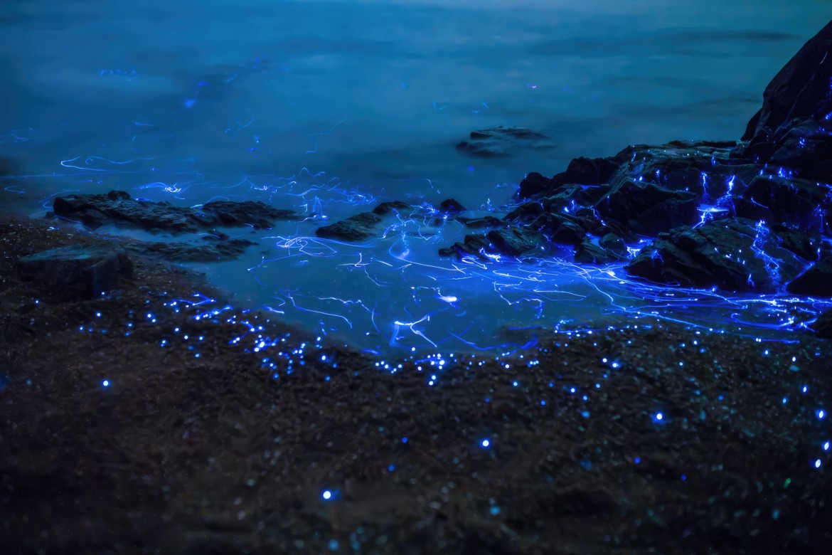 Bioluminescent display on the shores by Parksville BC