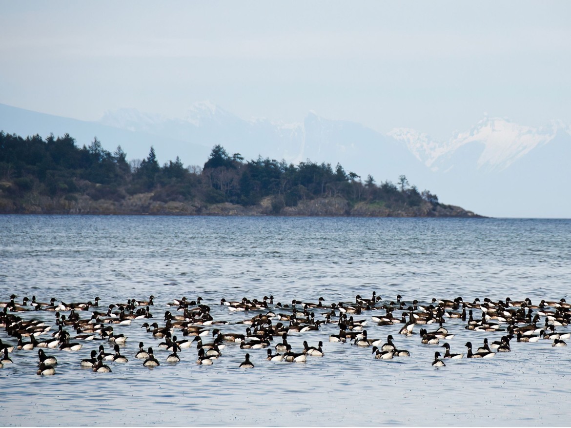 Brant Geese Festival at Rathtrevor Beach