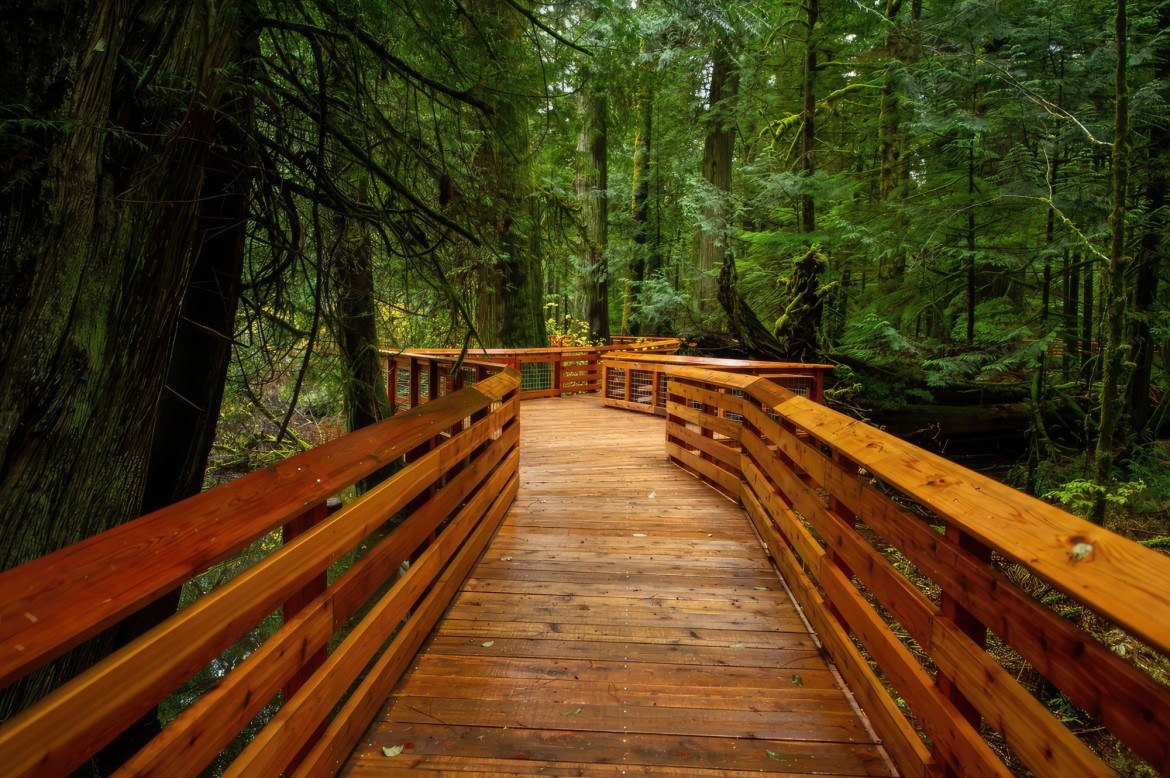 Cathedral Grove in MacMillan Park near Parksville BC