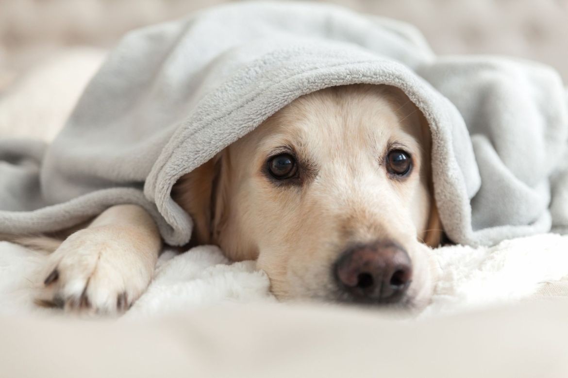 Pet Friendly Accomodations at Beach Acres Resort