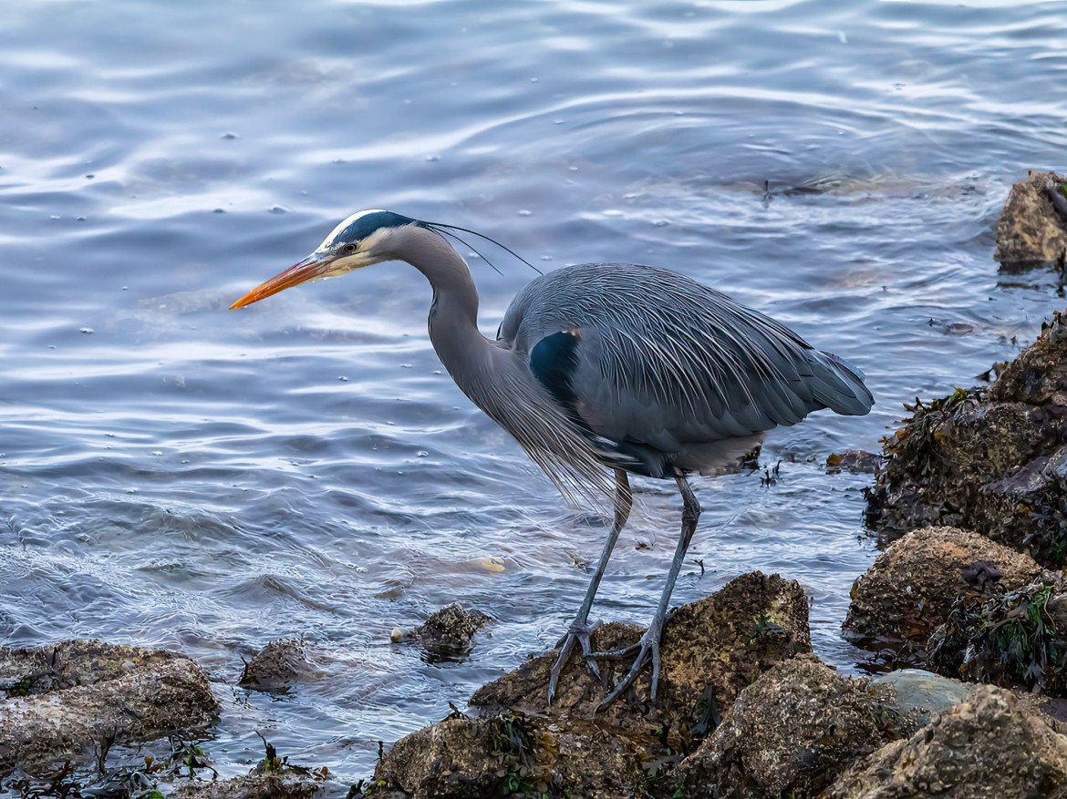 Beachcombers and Sea Watchers