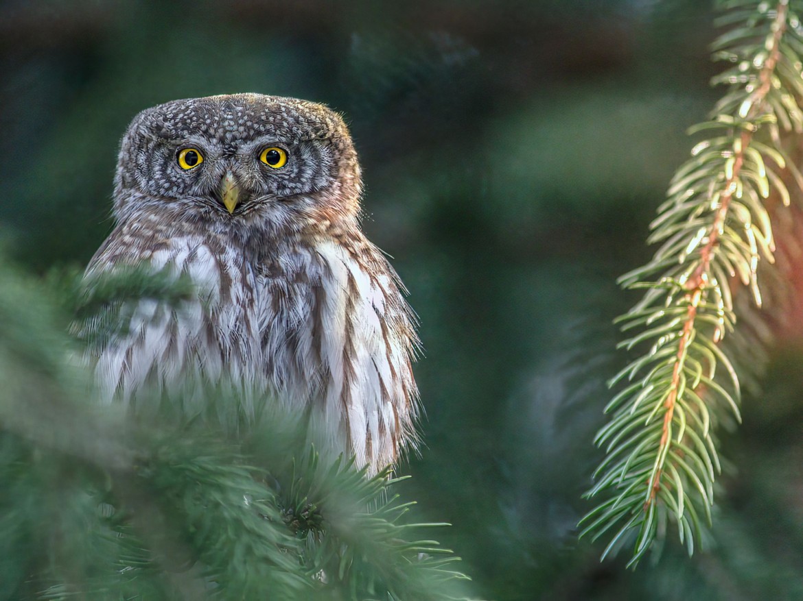 Denizens of the Forest