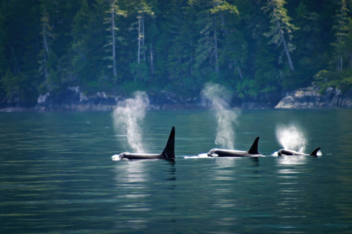 Orcas breaching off the coast of Parksville, BC