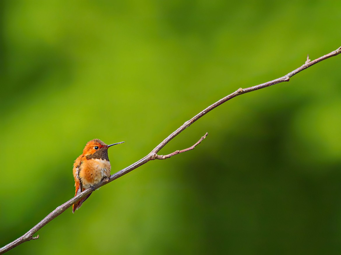 Chorus of the Songbirds