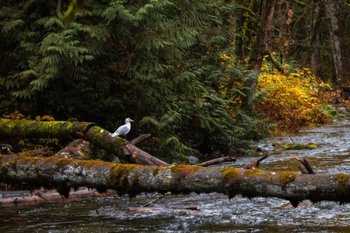 Salmon Run in BC