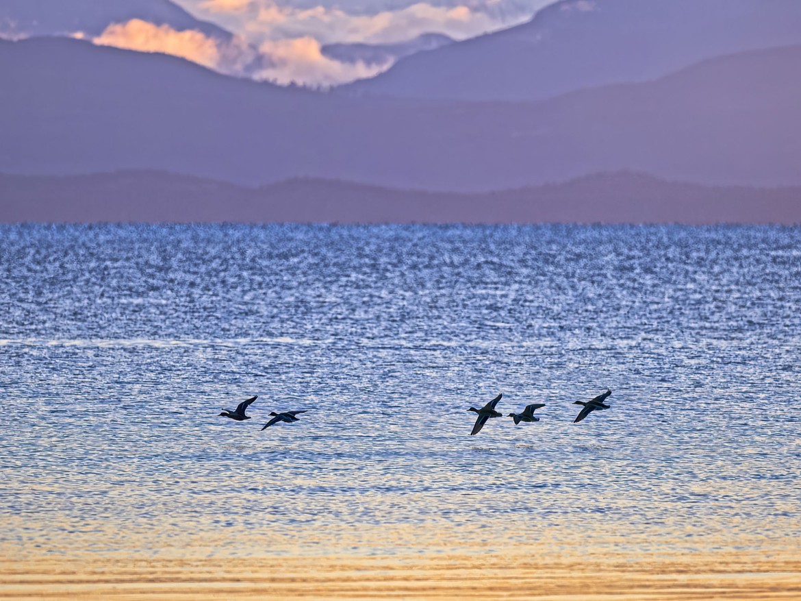 Bird Watching in Parksville BC