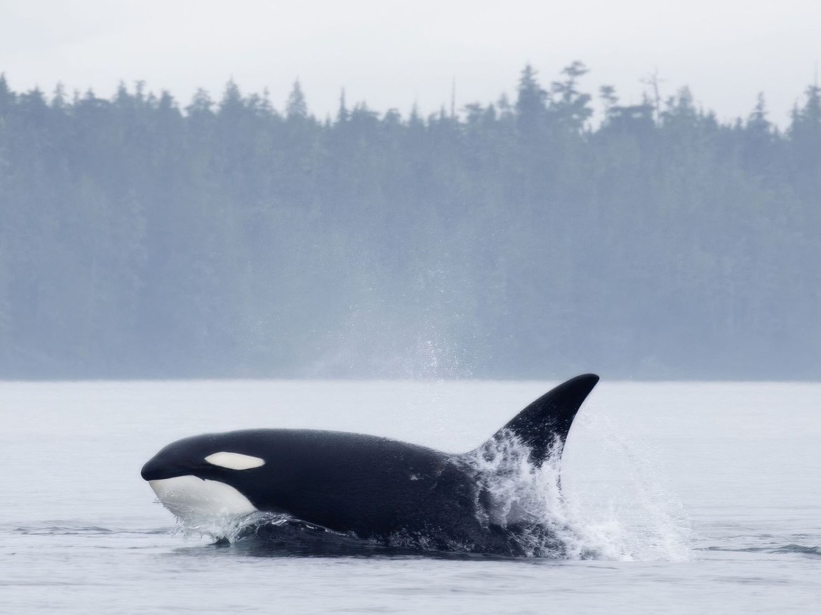 Orcas near Rathtrevor Beach