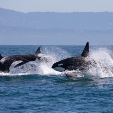 Orca pod